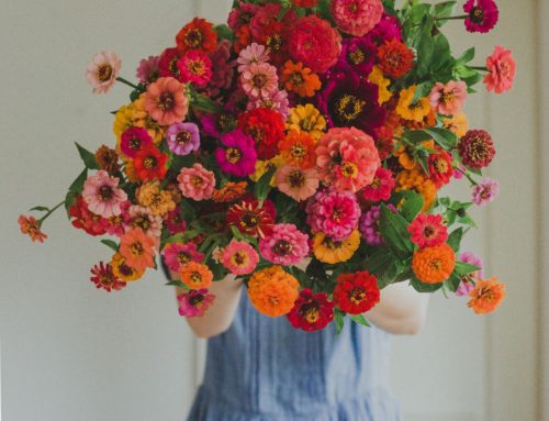 How to grow Zinnias and get great results!